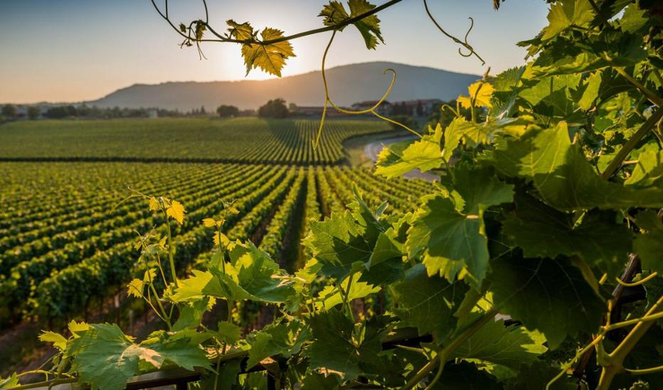 Festival Franciacorta in Cantina 2024